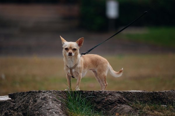 Expériences vécues: parcours de seniors atteints de Parkinson